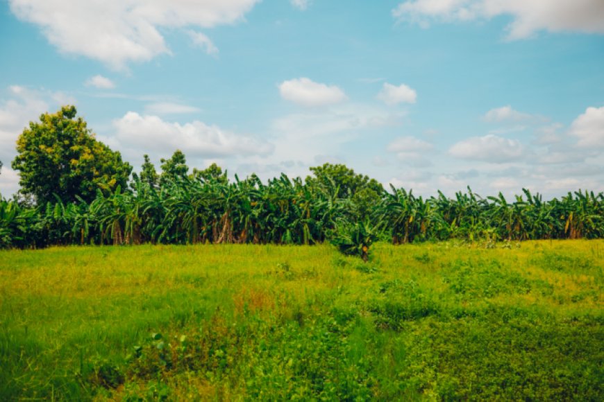 Ghana's Agricultural Innovations Lead Climate Action and Sustainable Development