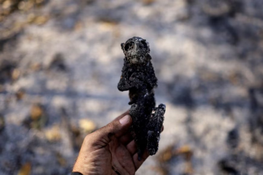 Devastating Wildfires Ravage Brazilian Pantanal, Threatening Wildlife