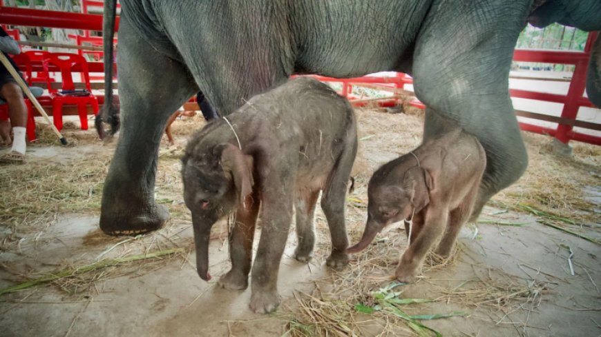 Rare Twin Elephant Birth Stuns Thailand's Ayutthaya Elephant Palace