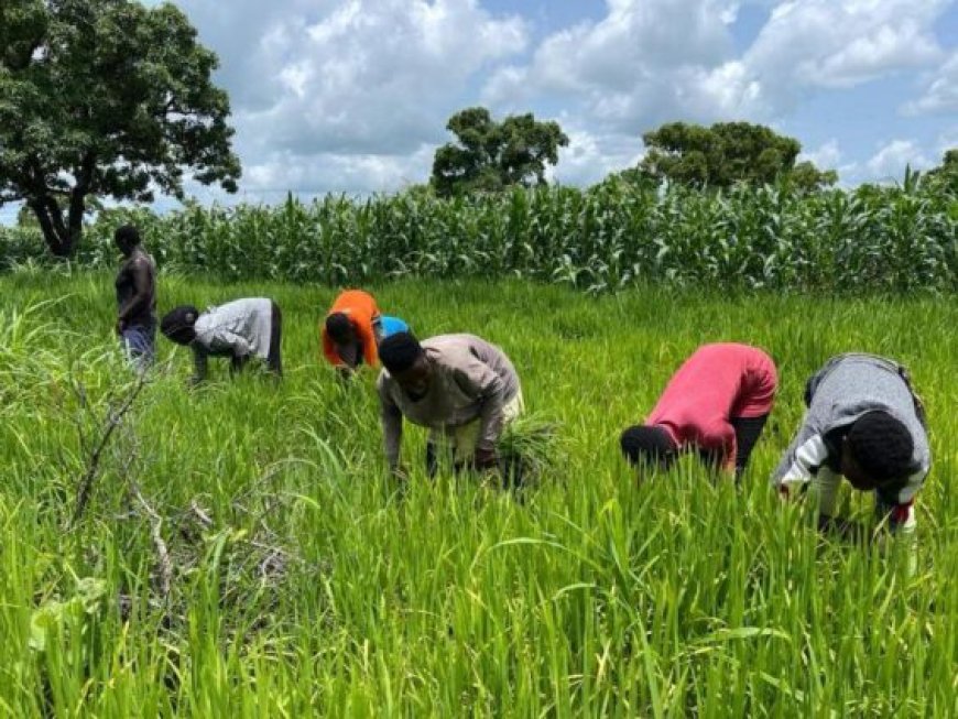 Peasant Farmers Criticize Government's Grain Export Ban for Lack of Consultation